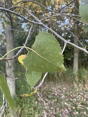 Populus deltoides