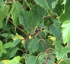 Dolichovespula norvegicoides