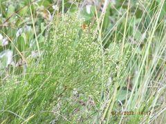 Baccharis angustifolia