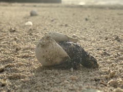 Lepidochelys olivacea