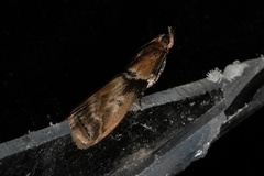 Meroptera cviatella