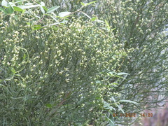 Baccharis angustifolia