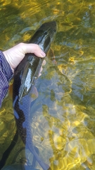 Catostomus commersonii