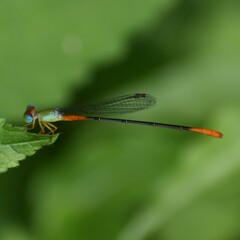 Ceriagrion cerinorubellum