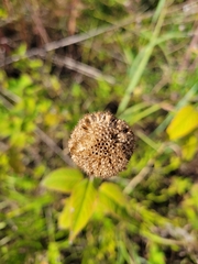 Monarda fistulosa