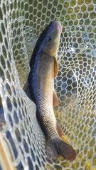 Catostomus commersonii