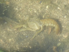 Faxonius virilis