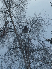 Tympanuchus phasianellus