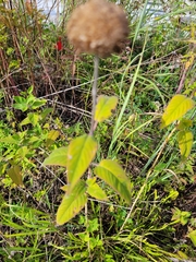 Monarda fistulosa