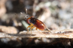 Geocoris