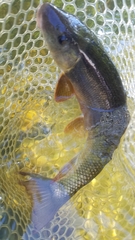 Catostomus commersonii