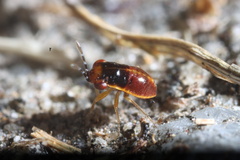 Geocoris