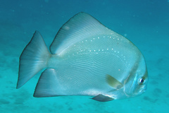 Nine-Spined Batfish photo 1