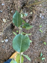 Pyrus