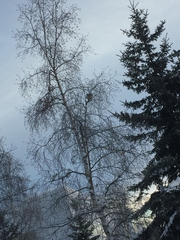 Tympanuchus phasianellus