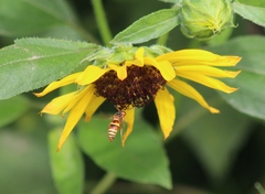 Euodynerus hidalgo