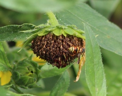 Euodynerus hidalgo