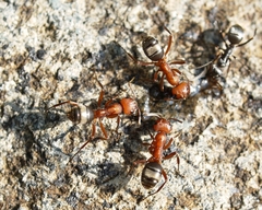 Formica sanguinea