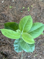 Pyrus