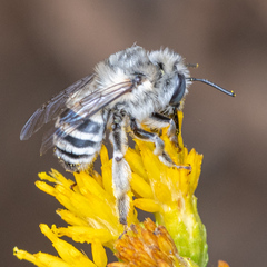 Anthophora urbana