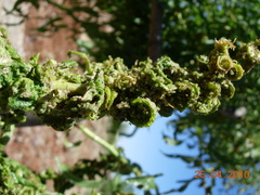 Brachycaudus amygdalinus