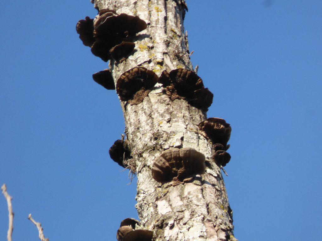 Hexagonia hydnoides · September 2022 · photo: © pablohcapovilla (iNaturalist, cc-by)