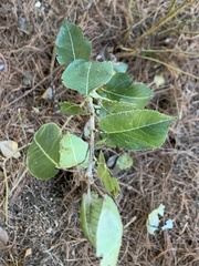 Pyrus