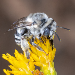 Anthophora urbana