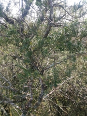 Podocarpus lambertii