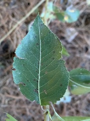 Pyrus