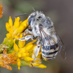 Anthophora urbana