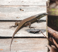 Eutropis rudis