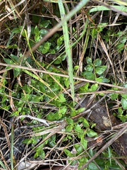 Opercularia ovata