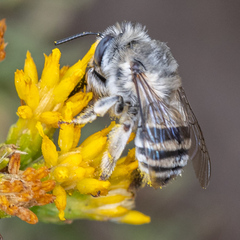 Anthophora urbana