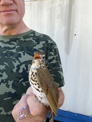 Hylocichla mustelina