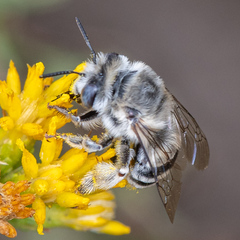 Anthophora urbana