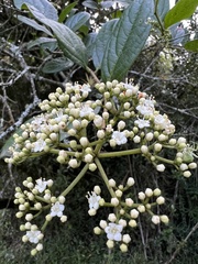 Viburnum triphyllum
