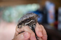 Caprimulgus europaeus