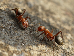Formica sanguinea
