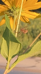 Neoscona arabesca