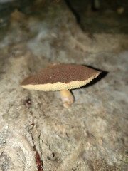 Boletellus chrysenteroides