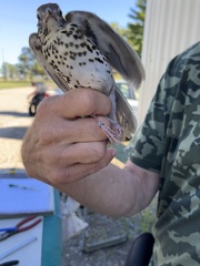 Hylocichla mustelina