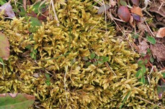 Pleurozium schreberi