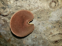 Boletellus chrysenteroides
