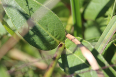 Silphium asteriscus latifolium