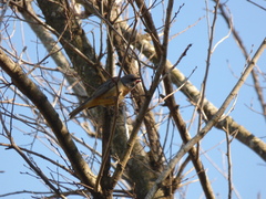 Rauenia bonariensis