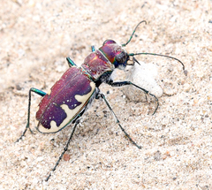 Cicindela formosa
