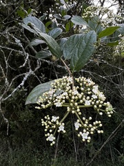 Viburnum triphyllum