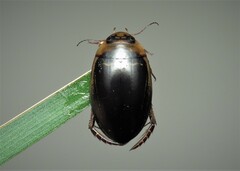 Hydaticus transversalis