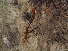 Scolopendra multidens